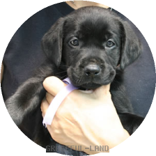 パープル(NORBLE 女の子)